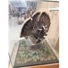 Image 6 : 2nd In The Series Of 4 Grand Slam Turkeys to be sold consecutively Bird Taxidermy
