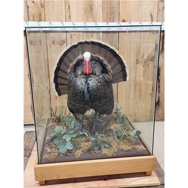 3rd In The Series Of 4 Grand Slam Turkeys Bird Taxidermy
