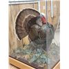 Image 2 : 3rd In The Series Of 4 Grand Slam Turkeys Bird Taxidermy