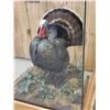 Image 3 : 3rd In The Series Of 4 Grand Slam Turkeys Bird Taxidermy