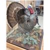 Image 6 : 3rd In The Series Of 4 Grand Slam Turkeys Bird Taxidermy