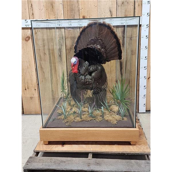 4th In A Consecutive Series Of 4 Grand Slam Turkeys Bird Taxidermy