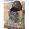 Image 4 : 4th In A Consecutive Series Of 4 Grand Slam Turkeys Bird Taxidermy