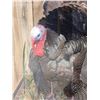 Image 5 : 4th In A Consecutive Series Of 4 Grand Slam Turkeys Bird Taxidermy