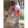 Image 7 : 4th In A Consecutive Series Of 4 Grand Slam Turkeys Bird Taxidermy
