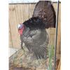 Image 8 : 4th In A Consecutive Series Of 4 Grand Slam Turkeys Bird Taxidermy