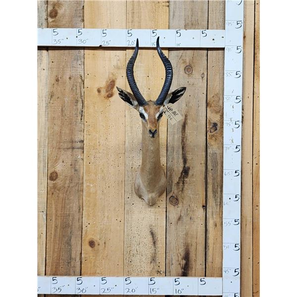 African Gerenuk Shoulder Mount Taxidermy