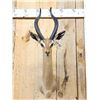 Image 2 : African Gerenuk Shoulder Mount Taxidermy