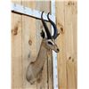 Image 3 : African Gerenuk Shoulder Mount Taxidermy