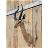 Image 4 : African Gerenuk Shoulder Mount Taxidermy