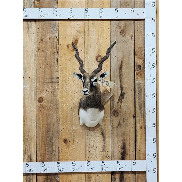 Indian Black Buck Shoulder Mount Taxidermy