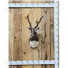 Image 1 : Indian Black Buck Shoulder Mount Taxidermy