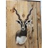 Image 2 : Indian Black Buck Shoulder Mount Taxidermy