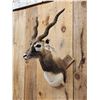 Image 3 : Indian Black Buck Shoulder Mount Taxidermy