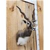 Image 4 : Indian Black Buck Shoulder Mount Taxidermy