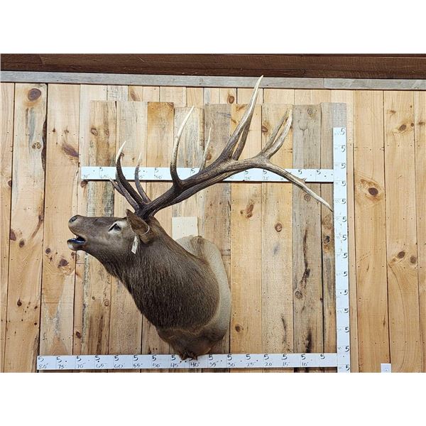 6x6 Bugling Elk Shoulder Mount Taxidermy