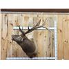 Image 1 : 6x6 Bugling Elk Shoulder Mount Taxidermy