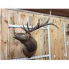 Image 2 : 6x6 Bugling Elk Shoulder Mount Taxidermy