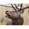 Image 3 : 6x6 Bugling Elk Shoulder Mount Taxidermy