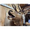 Image 4 : 6x6 Bugling Elk Shoulder Mount Taxidermy