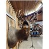 Image 5 : 6x6 Bugling Elk Shoulder Mount Taxidermy