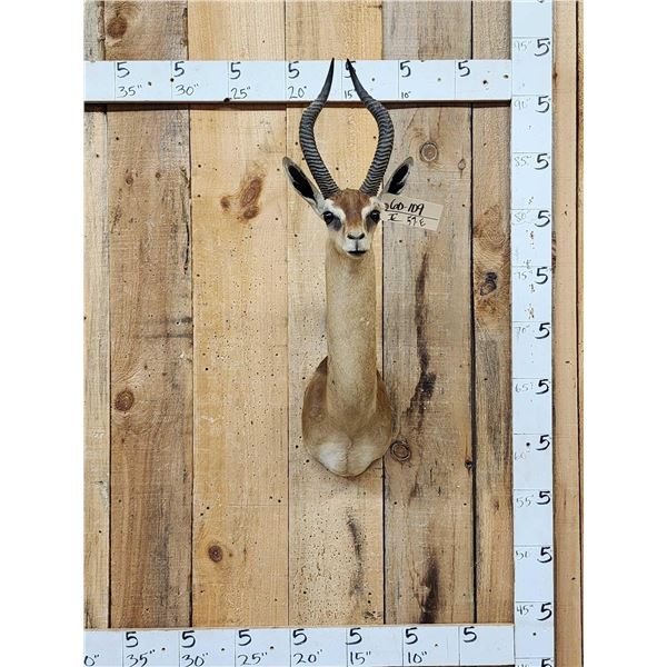 African Gerenuk Antelope Shoulder Mount Taxidermy
