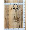 Image 1 : African Gerenuk Antelope Shoulder Mount Taxidermy