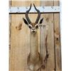 Image 2 : African Gerenuk Antelope Shoulder Mount Taxidermy