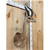 Image 3 : African Gerenuk Antelope Shoulder Mount Taxidermy
