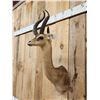 Image 4 : African Gerenuk Antelope Shoulder Mount Taxidermy