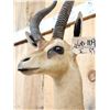 Image 5 : African Gerenuk Antelope Shoulder Mount Taxidermy