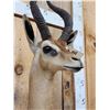 Image 6 : African Gerenuk Antelope Shoulder Mount Taxidermy
