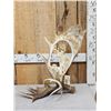 Image 1 : Hand Carved Whitetail Deer Bust In Moose Antler