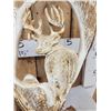 Image 3 : Hand Carved Whitetail Deer Bust In Moose Antler