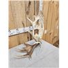 Image 4 : Hand Carved Whitetail Deer Bust In Moose Antler