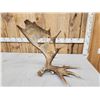 Image 5 : Hand Carved Whitetail Deer Bust In Moose Antler