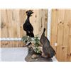 Image 11 : Male & Female Great Curassow Full Body Bird Taxidermy