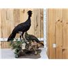 Image 12 : Male & Female Great Curassow Full Body Bird Taxidermy