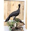 Image 13 : Male & Female Great Curassow Full Body Bird Taxidermy