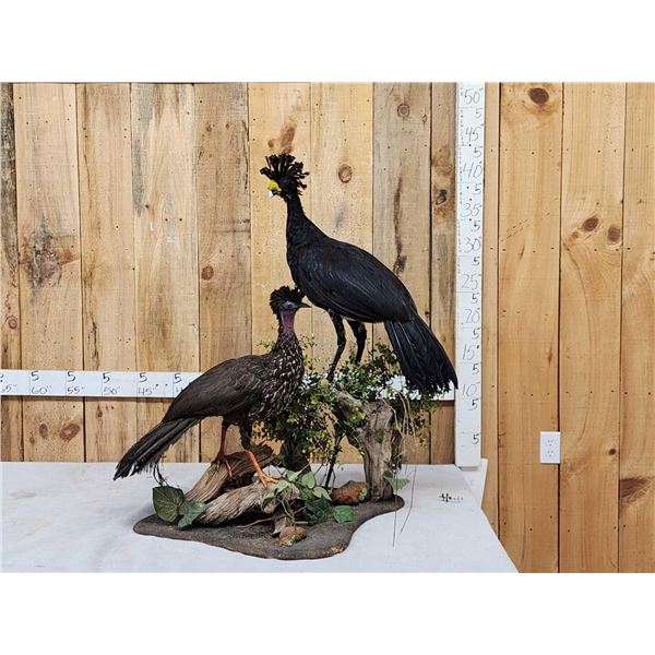 Male & Female Great Curassow Full Body Bird Taxidermy