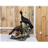 Image 1 : Male & Female Great Curassow Full Body Bird Taxidermy