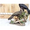 Image 2 : Male & Female Great Curassow Full Body Bird Taxidermy