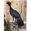 Image 3 : Male & Female Great Curassow Full Body Bird Taxidermy