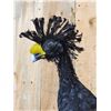 Image 4 : Male & Female Great Curassow Full Body Bird Taxidermy