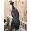 Image 5 : Male & Female Great Curassow Full Body Bird Taxidermy