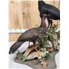Image 6 : Male & Female Great Curassow Full Body Bird Taxidermy
