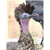 Image 7 : Male & Female Great Curassow Full Body Bird Taxidermy