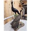 Image 8 : Male & Female Great Curassow Full Body Bird Taxidermy