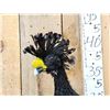Image 9 : Male & Female Great Curassow Full Body Bird Taxidermy