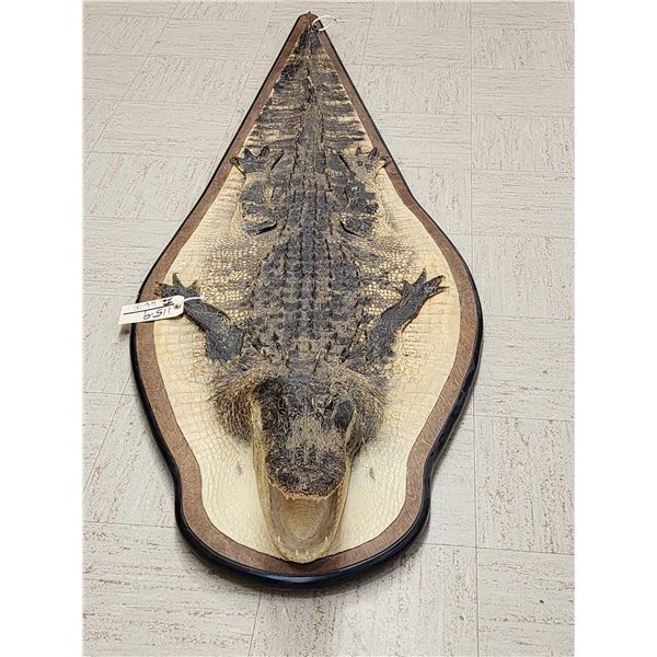 Alligator Rug On Wood Display